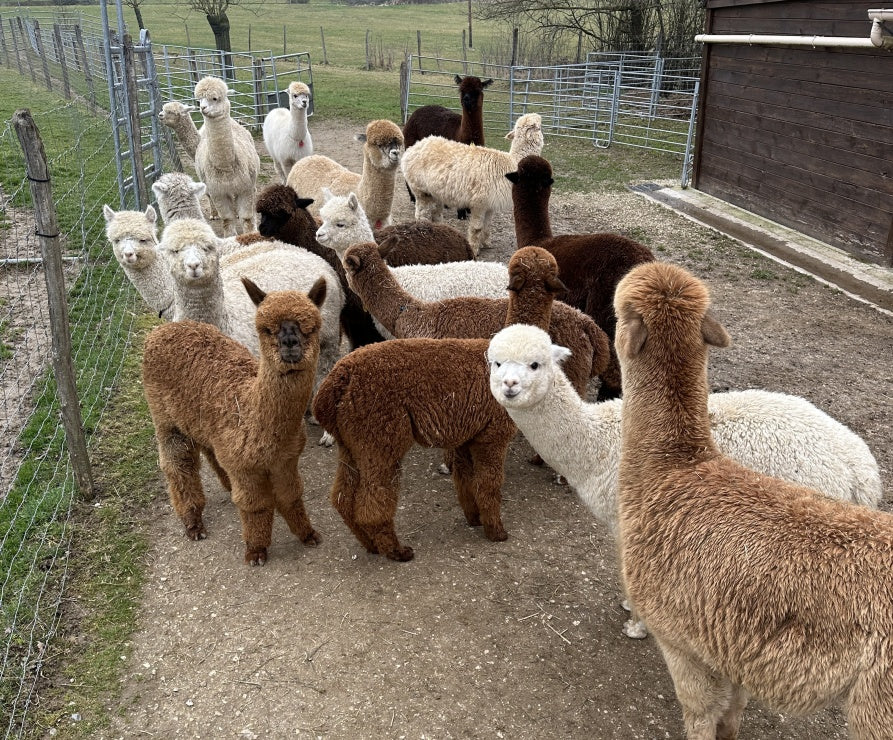 Winterwärme, die verzaubert – unser Alpaka-Duvet zur Weihnachtszeit