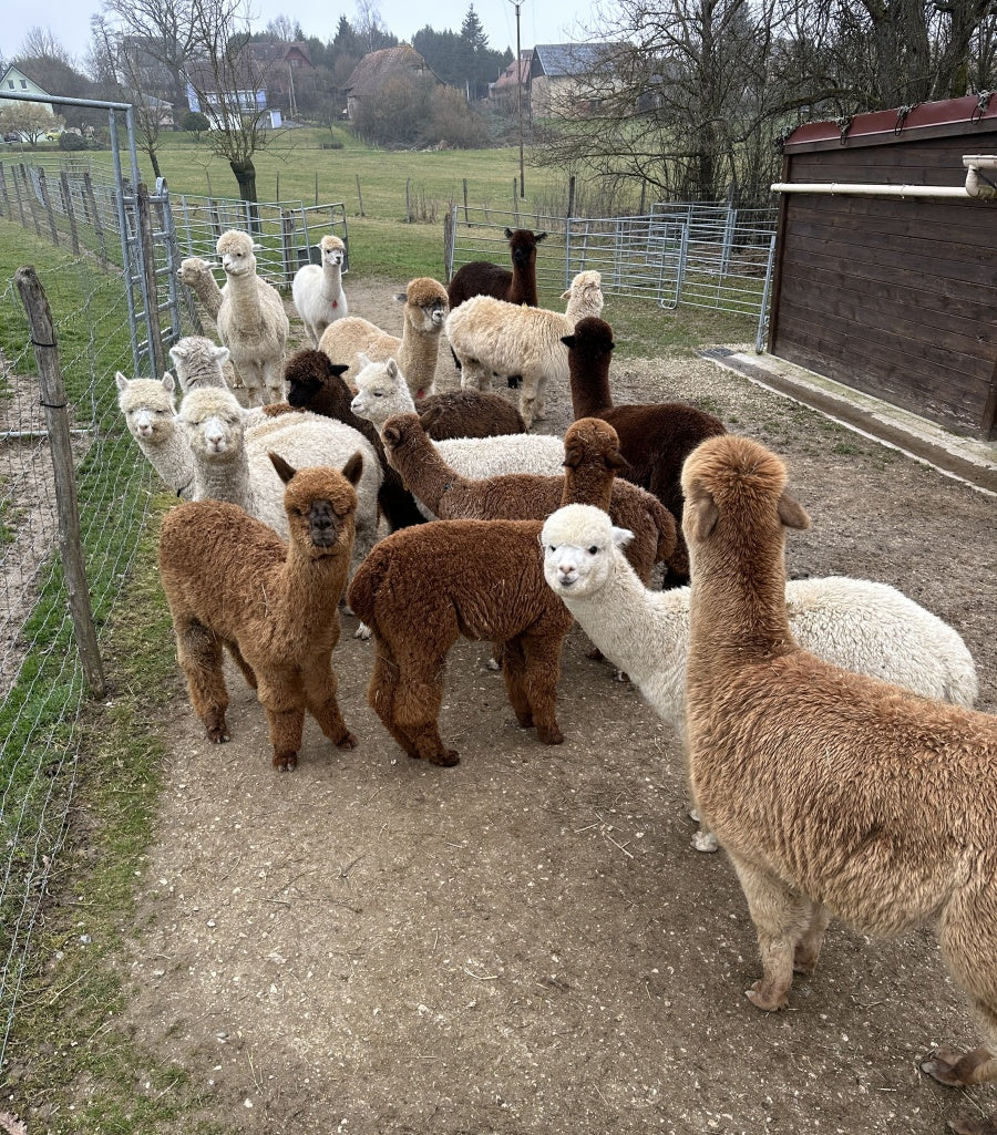 Banner image alt text